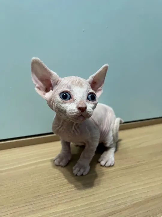 Lindas Fêmeas Sphynx - Foto 4