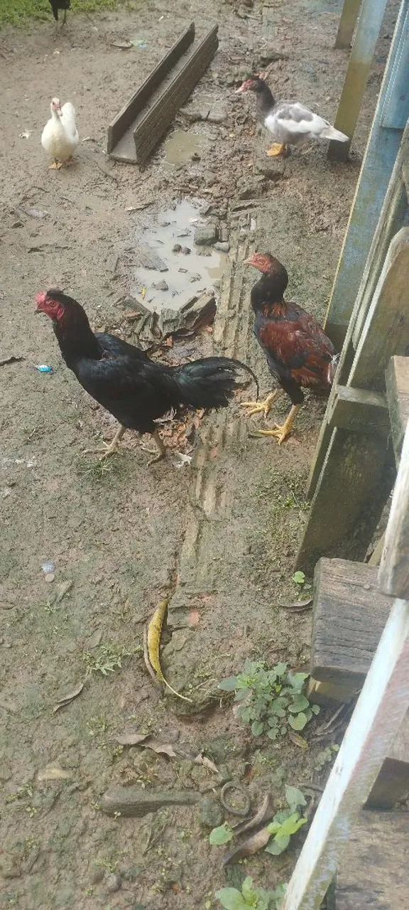 Galinha caipira - R$ 50