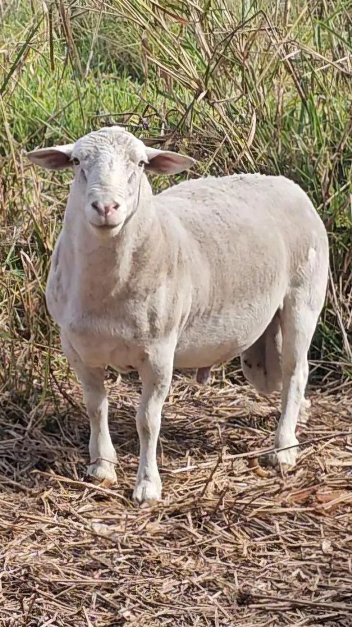 Carneiro