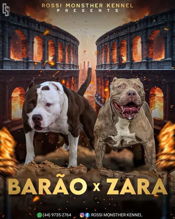  filhotes de Pitbull - Foto 3