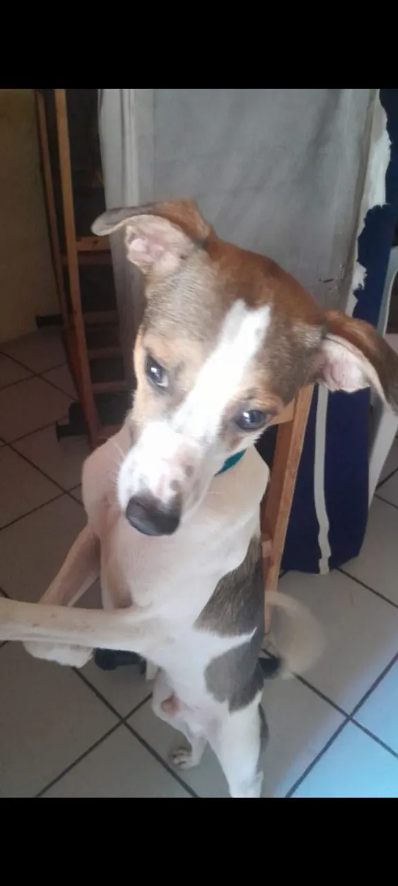 ADOÇAO RESPONSAVEL