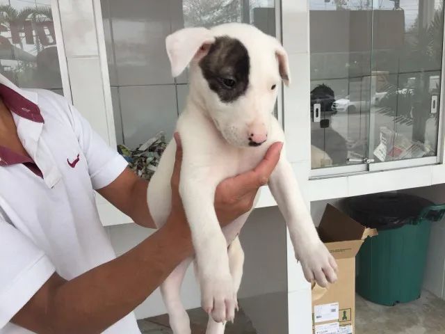 Bull Terrier Inglês pirata/fulvo/tricolor/, parcele em até 12x sem juros! - Foto 3