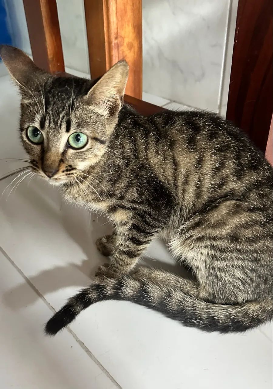 Gato Gatinho - Foto 3