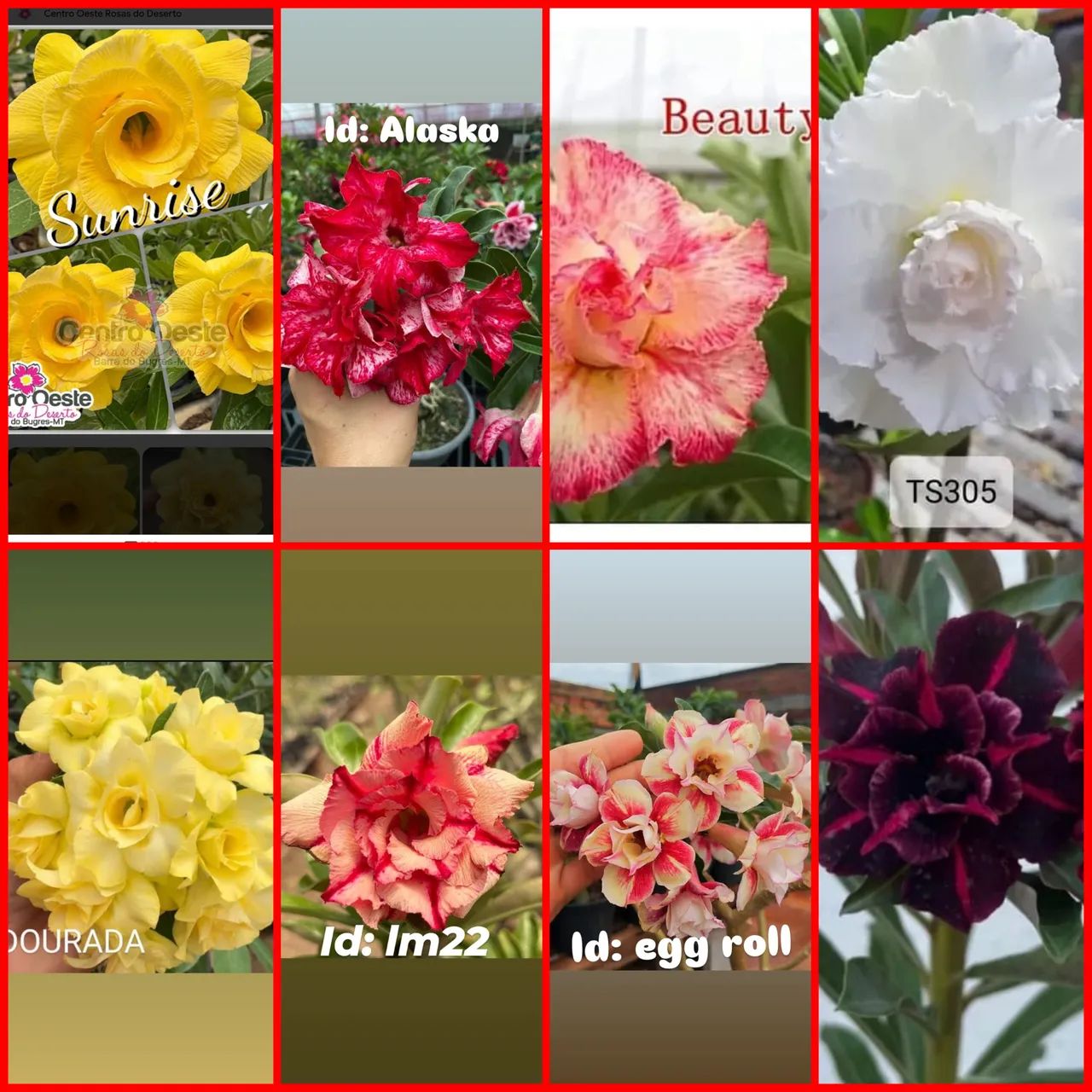rosas do deserto 