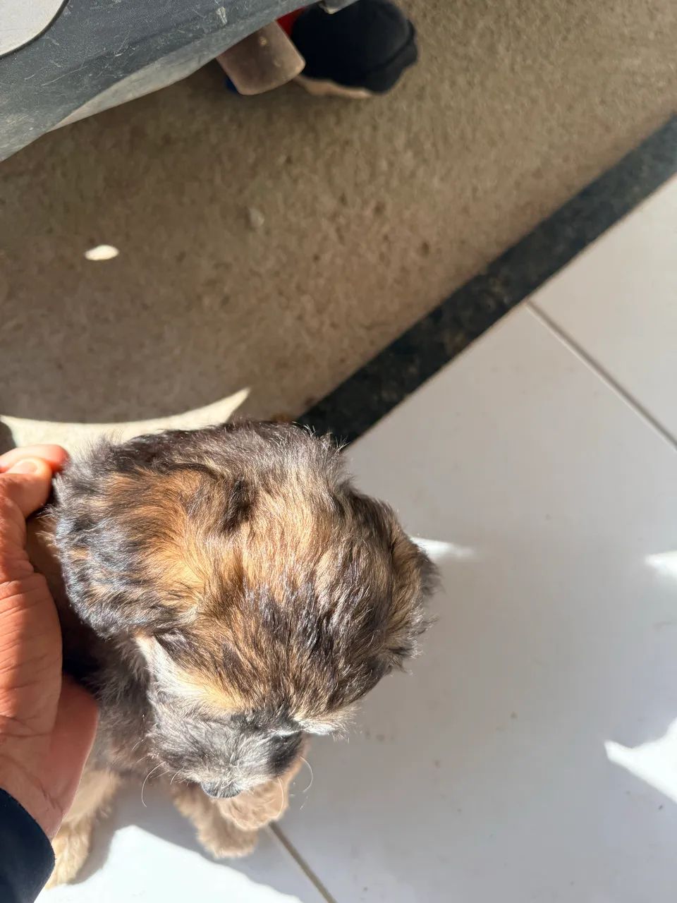 Vendo poodle com maltês  - Foto 2