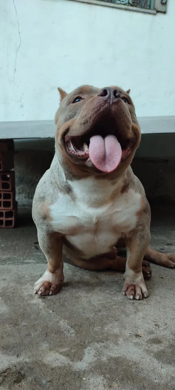 Exotic Bully - Foto 3
