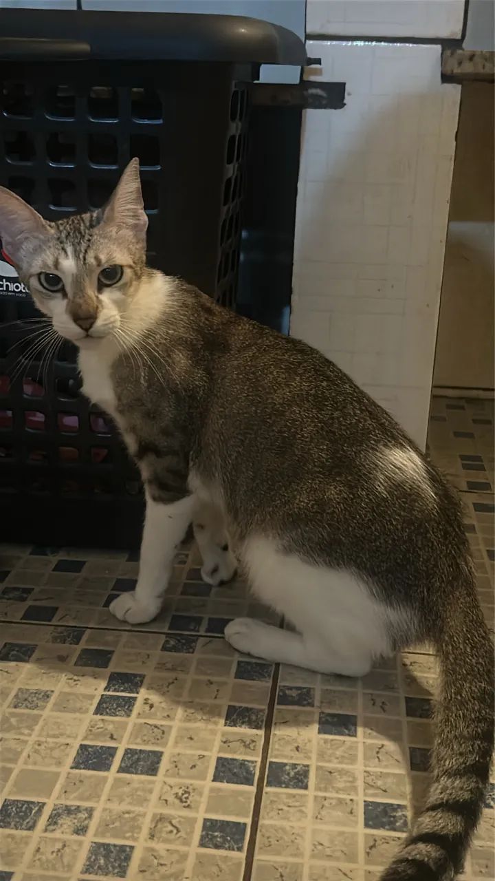 Doação de gatinhas adultas. - Foto 3