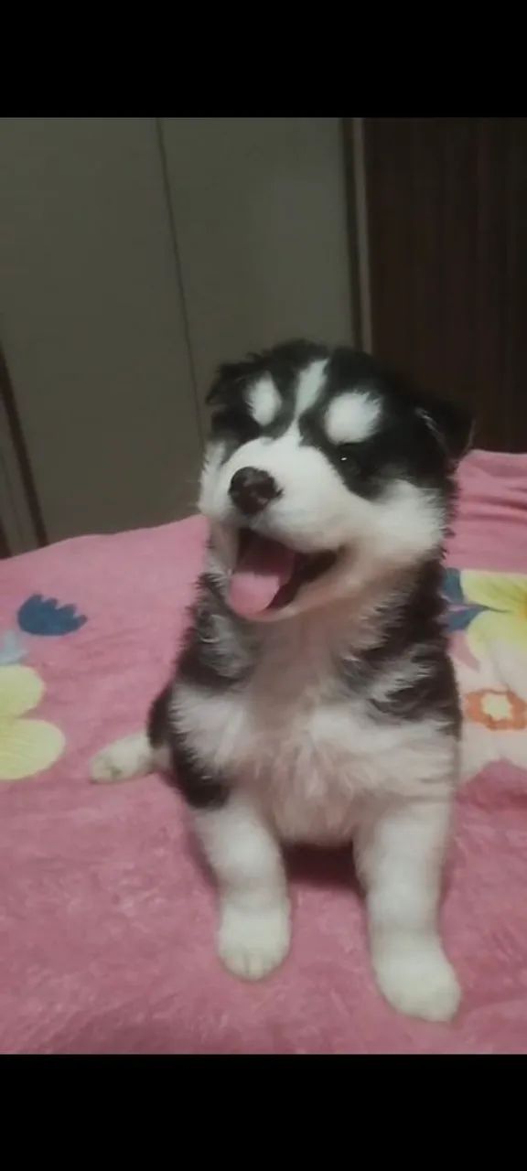 Husky siberiano disponíveis  - Foto 2
