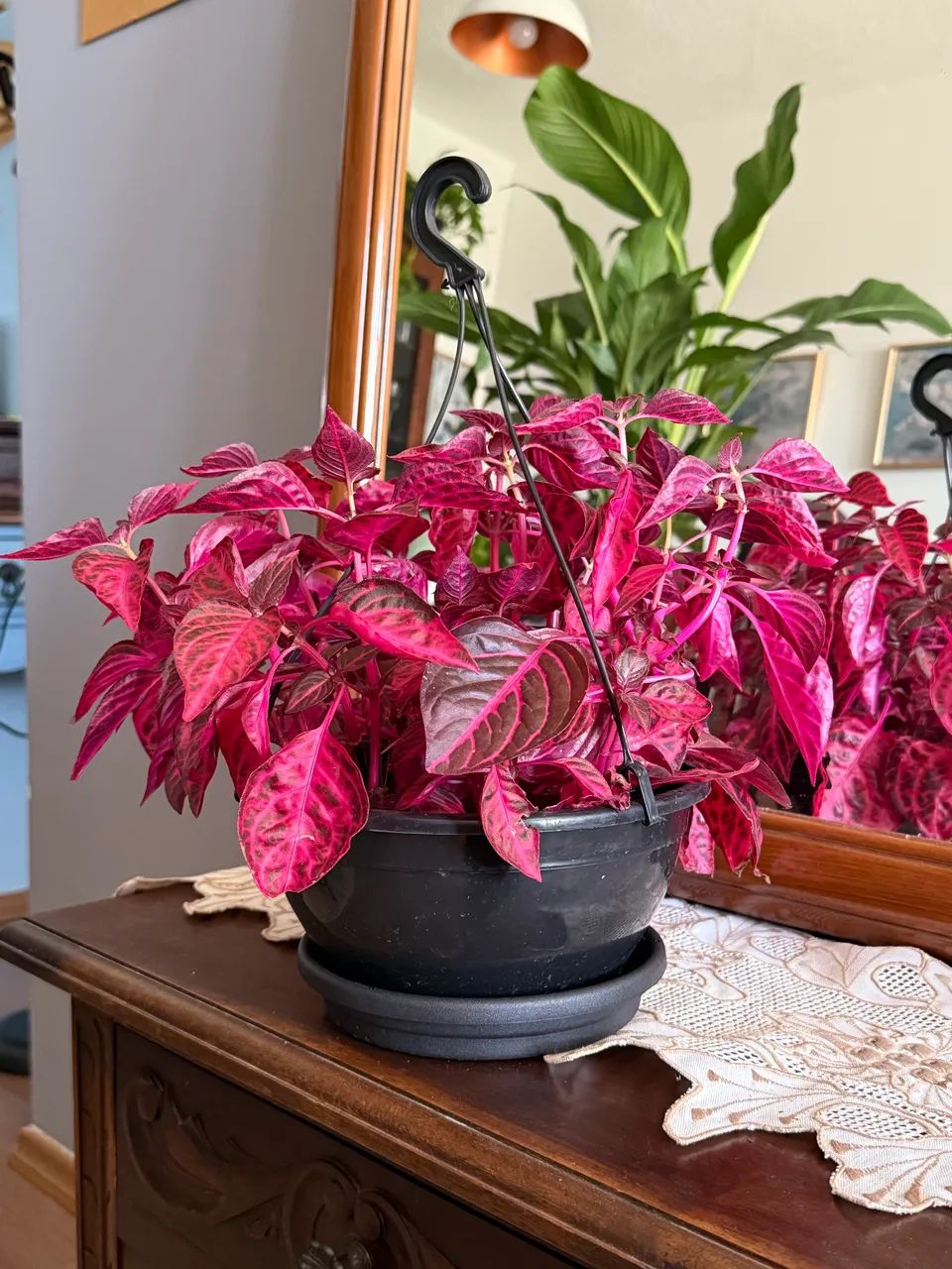 Lindas e variadas plantas  - Foto 3