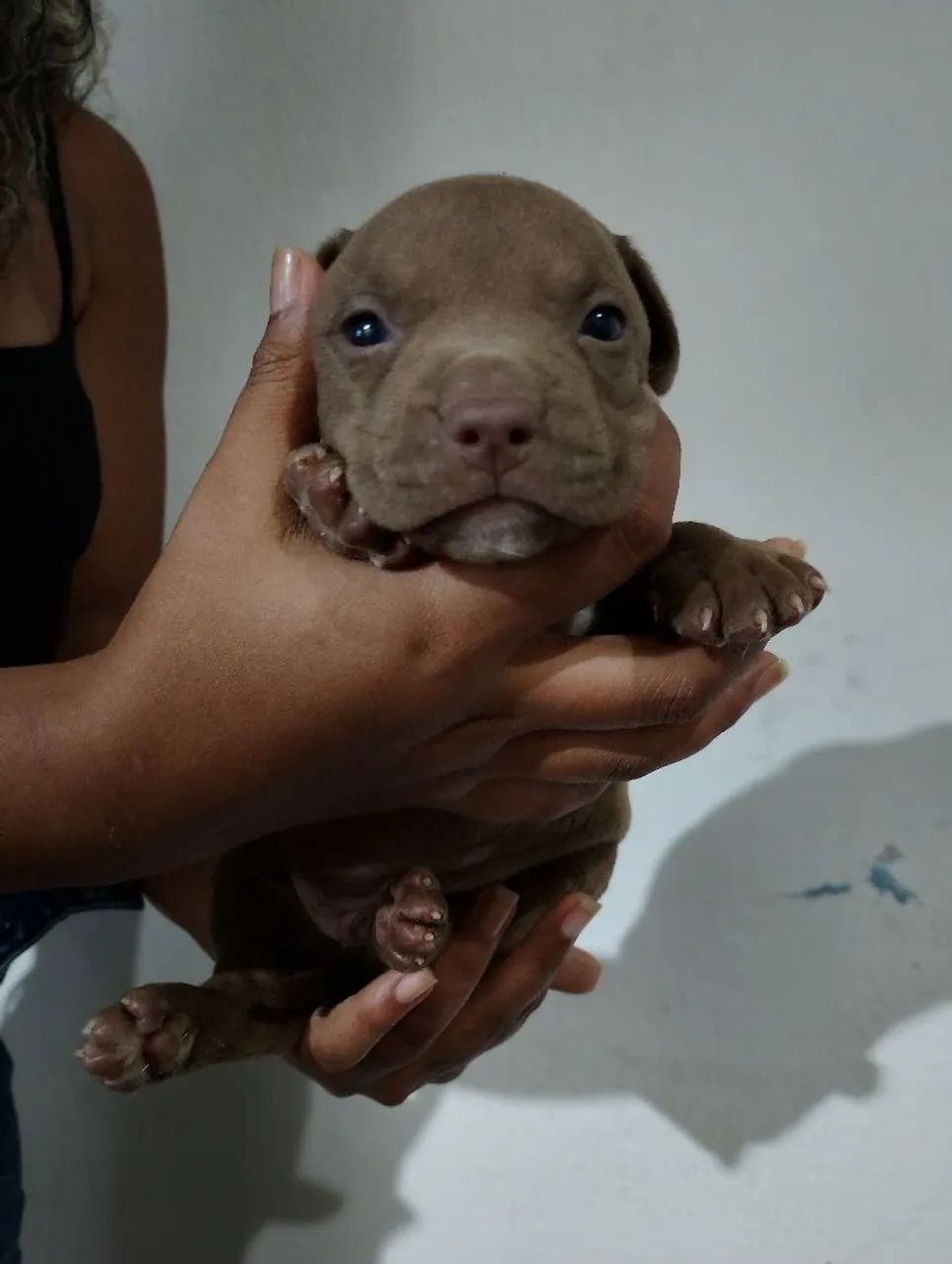 Filhotes de Pitbull  - Foto 4