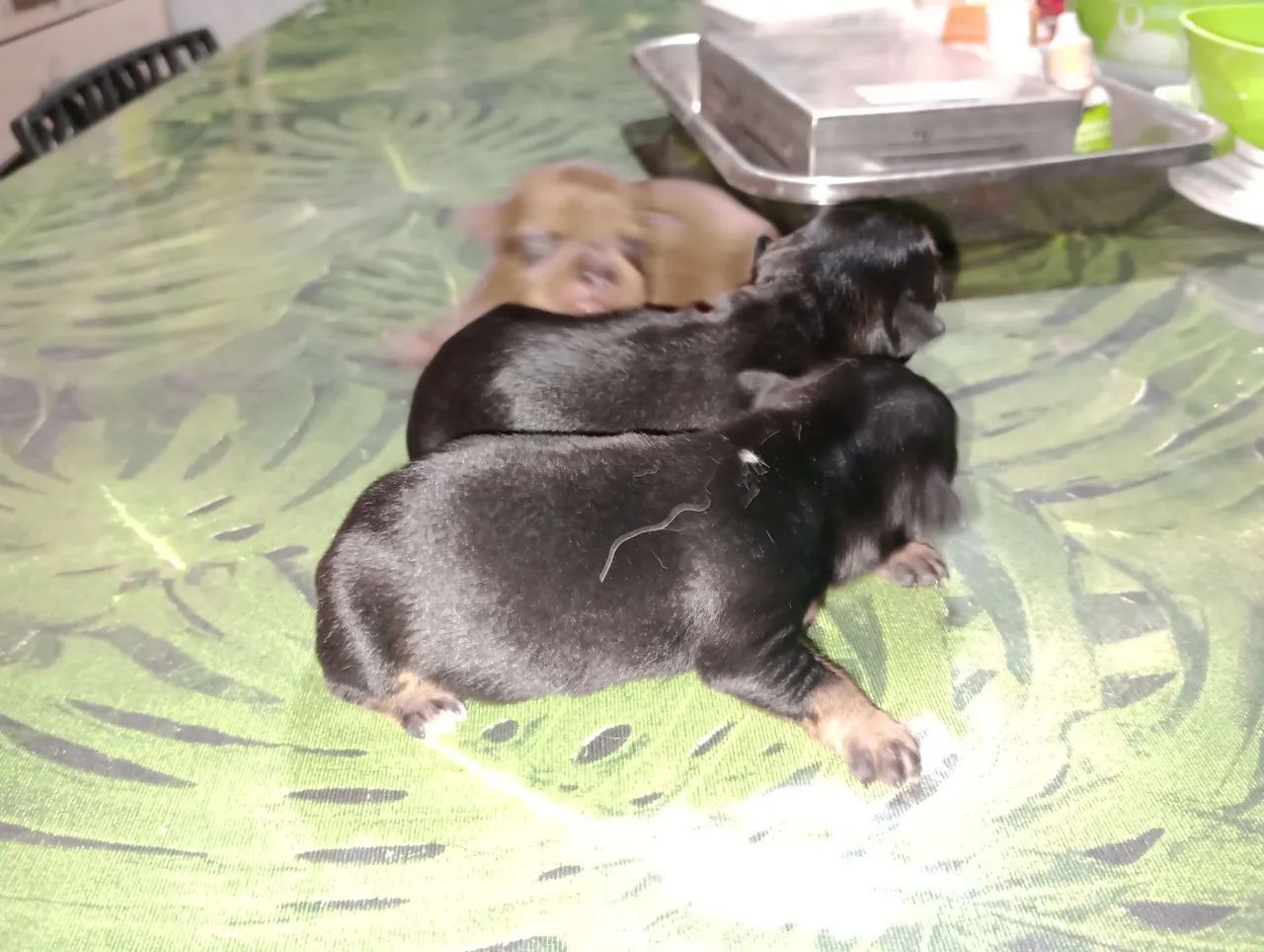 Pinscher zero - Foto 2
