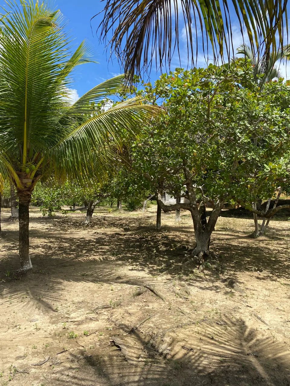 Propriedade Rural  - Foto 2