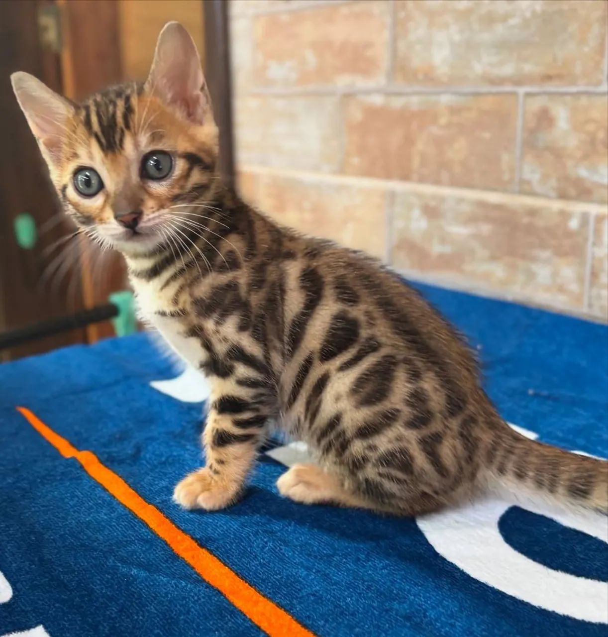 BENGAL CAT MACHO  - Foto 5