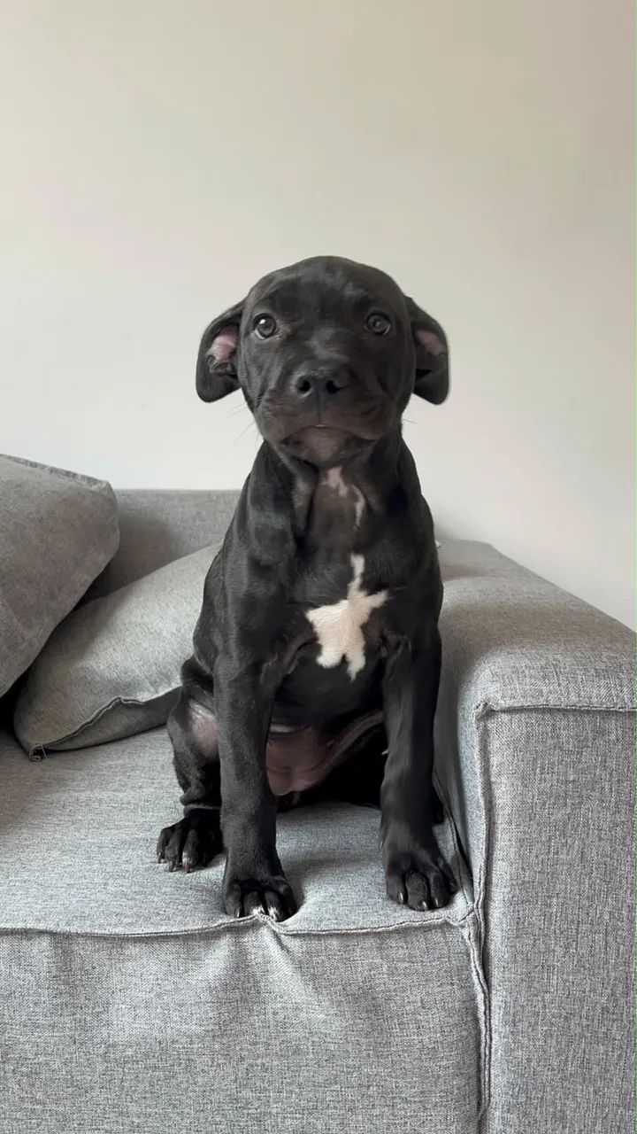 Filhote Pitbull 3 meses  - Foto 2