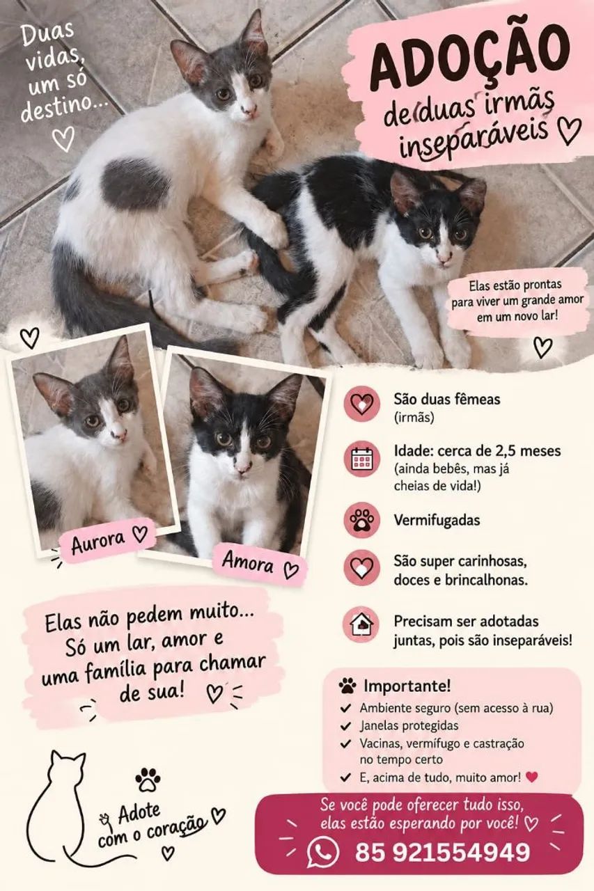 Adoção de gatinhas 