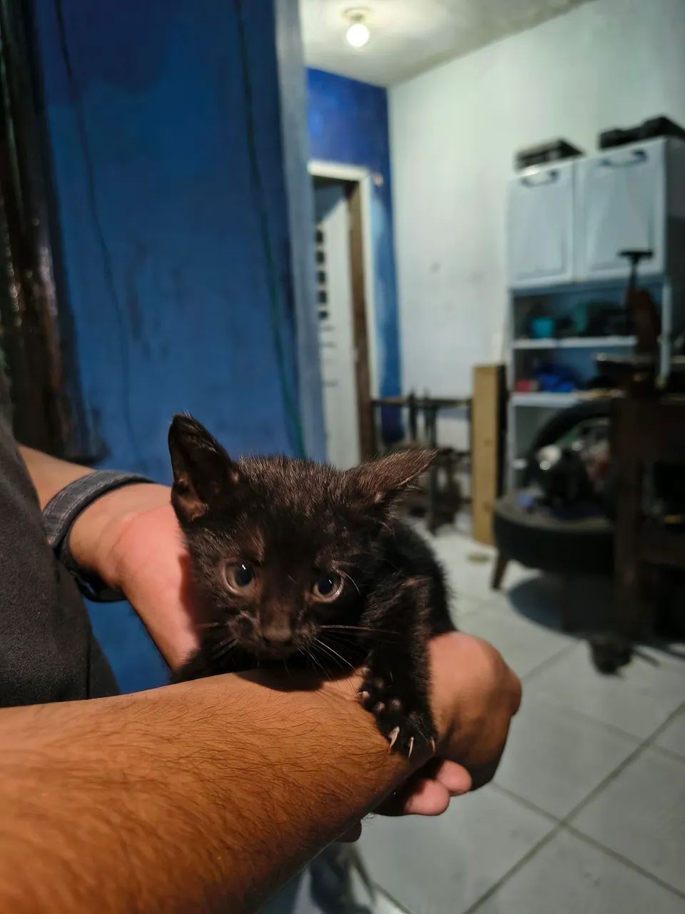 Gatinhos Pretos para Adoção  - Foto 2