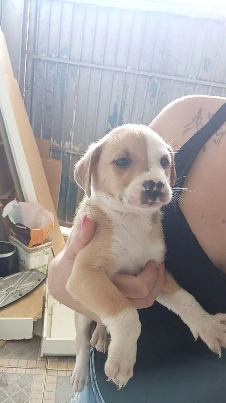 Doaçao de Cachorros Vira-Latas - Porte medio - Parelheiros/SP