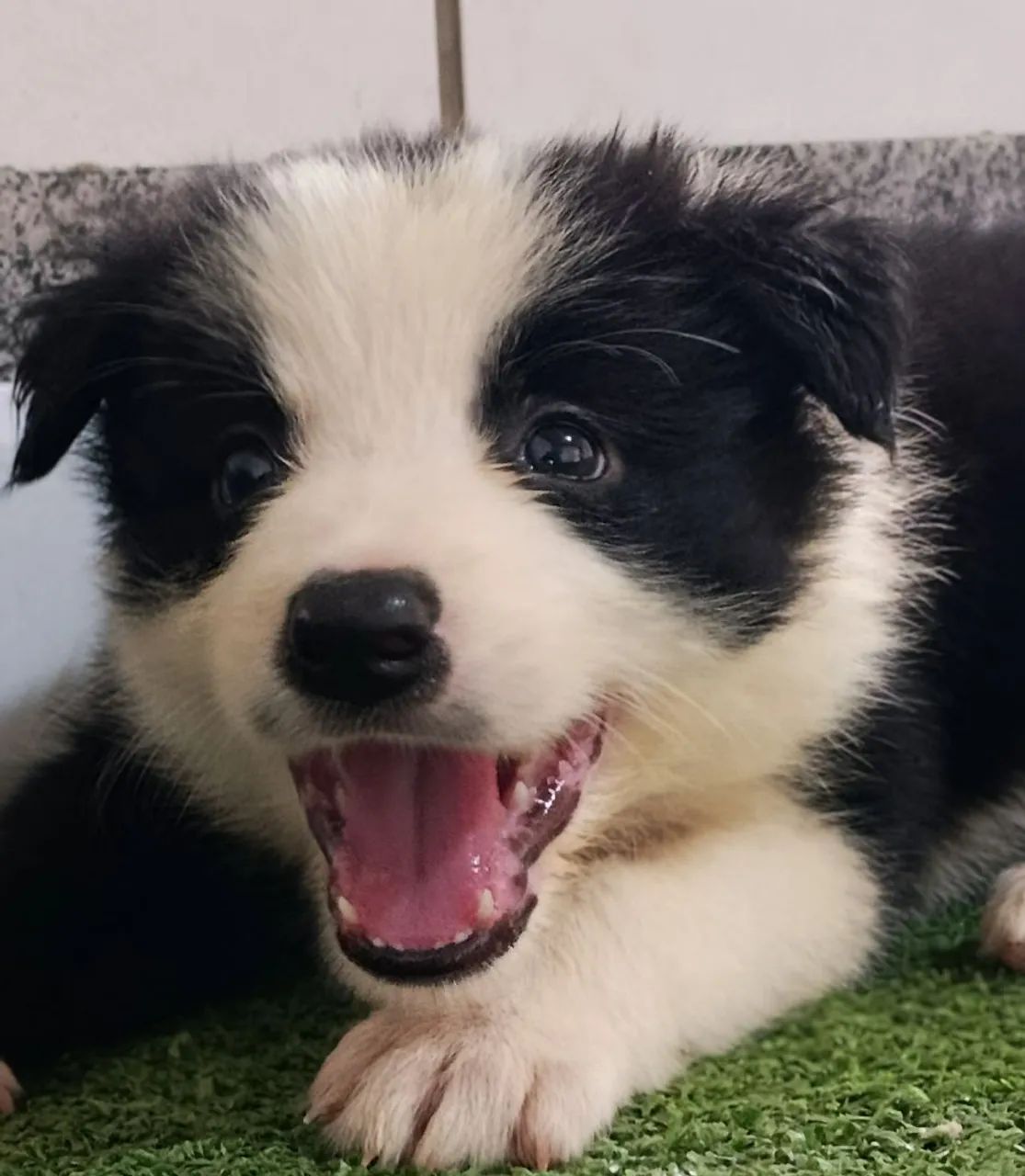 Border Collie  - Foto 2