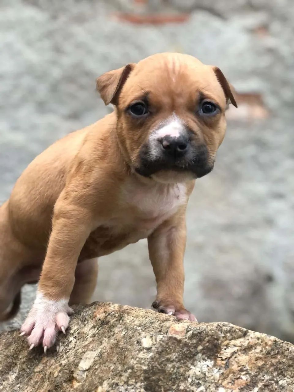Vende-se Pit Monster  - Foto 4