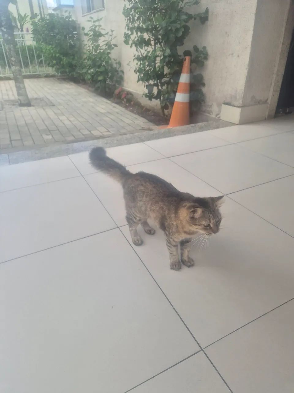Gata femea - Foto 2