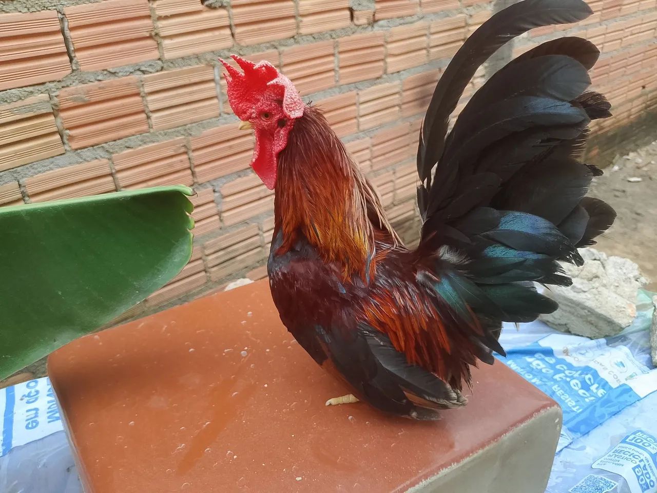 Galinha  - Foto 3