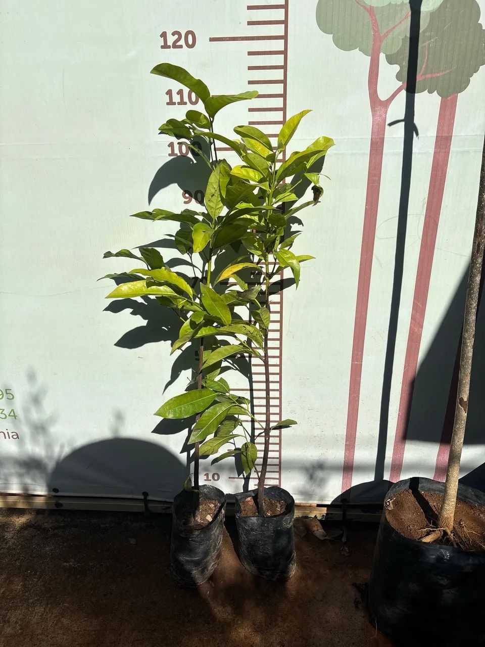 Sapoti Preto  - Foto 2