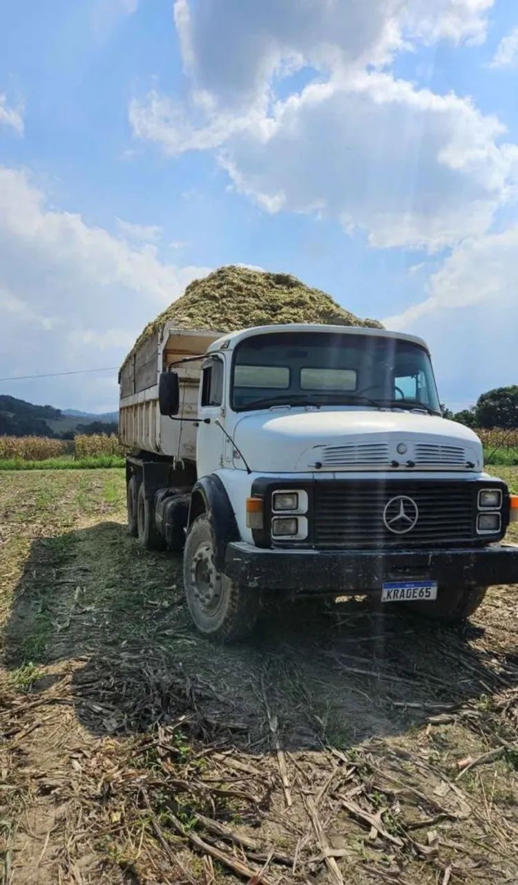 Silagem de milho verde - Foto 5
