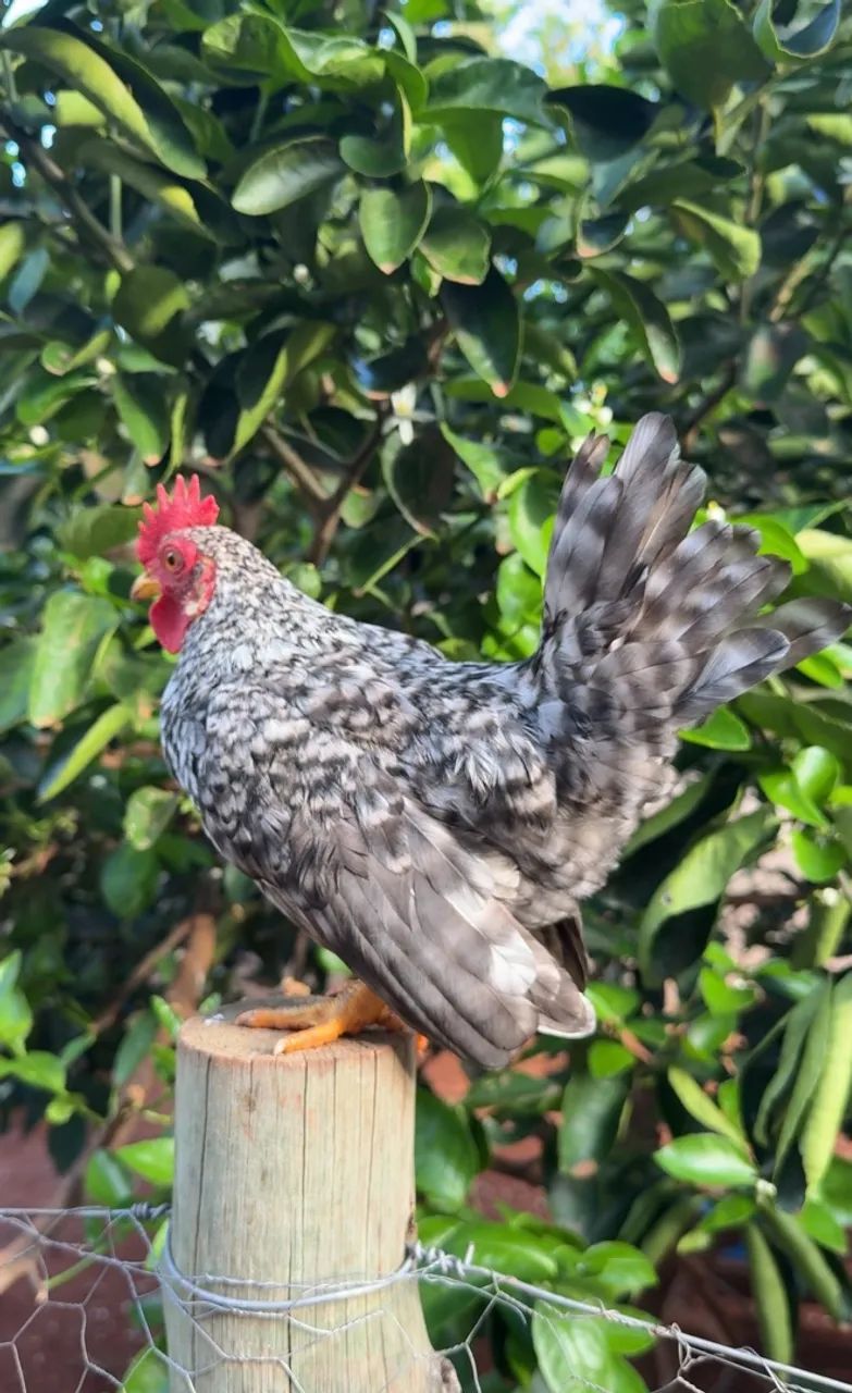 Franguinho garnize - Foto 5