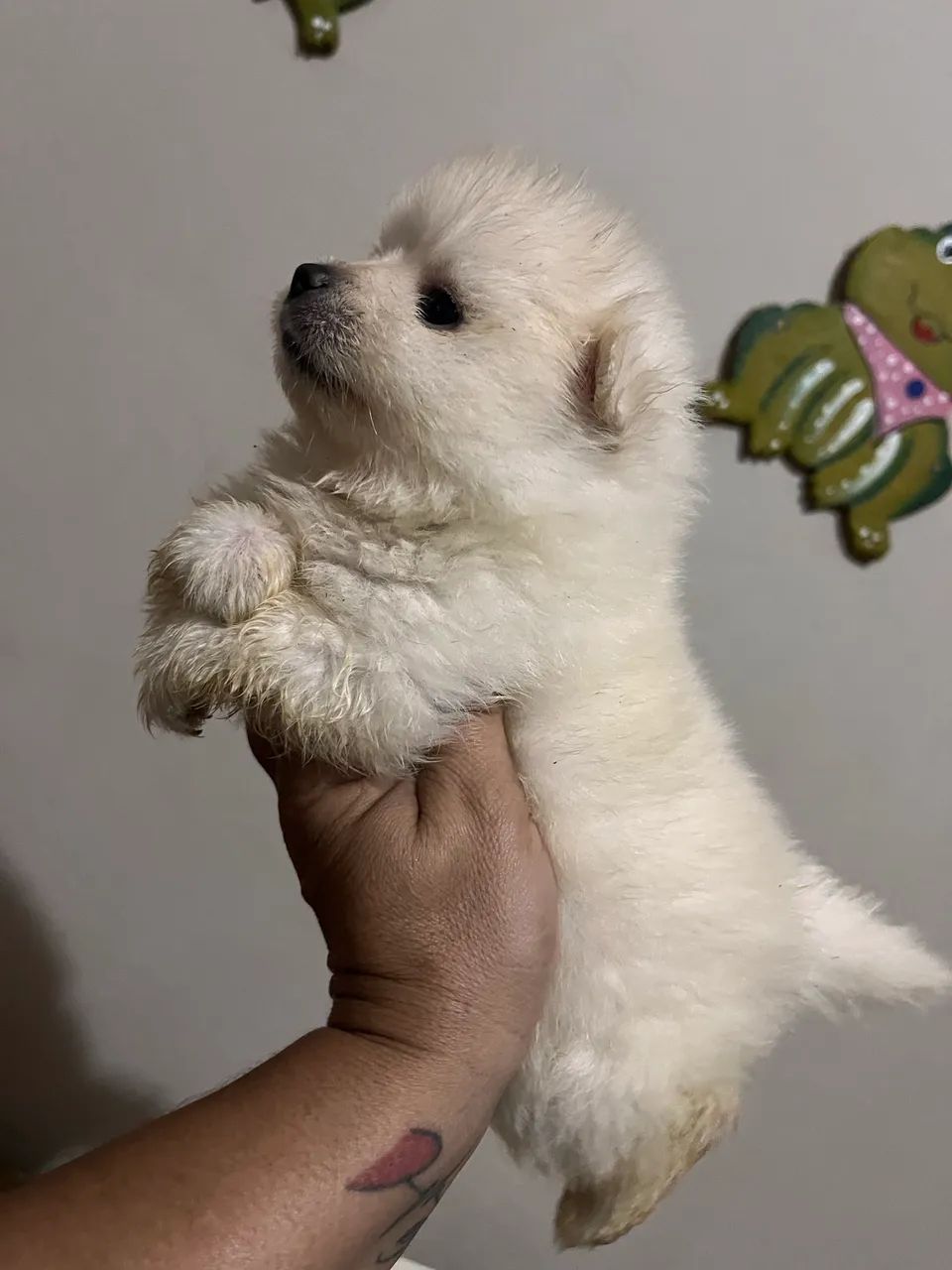 Spitz alemão machos - Foto 2
