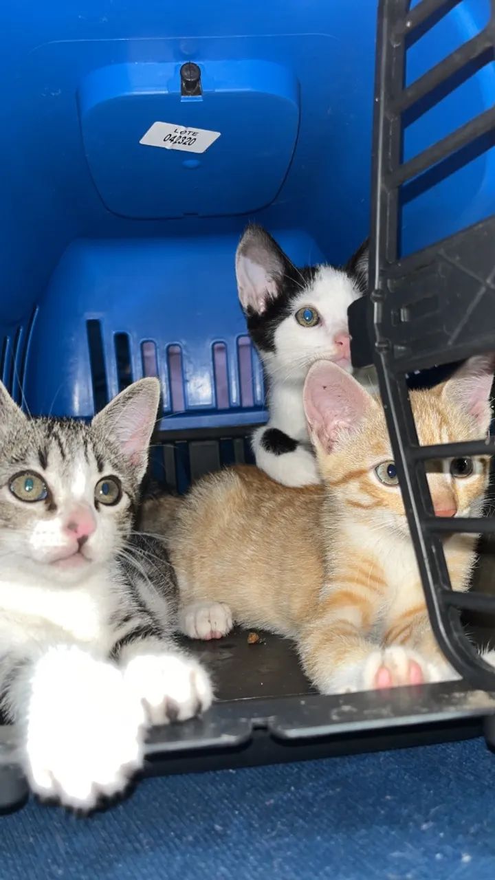 Doação de gatos machos - Foto 3