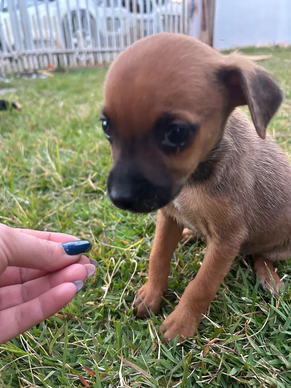 Vendo casal de Pinscher  - Foto 4