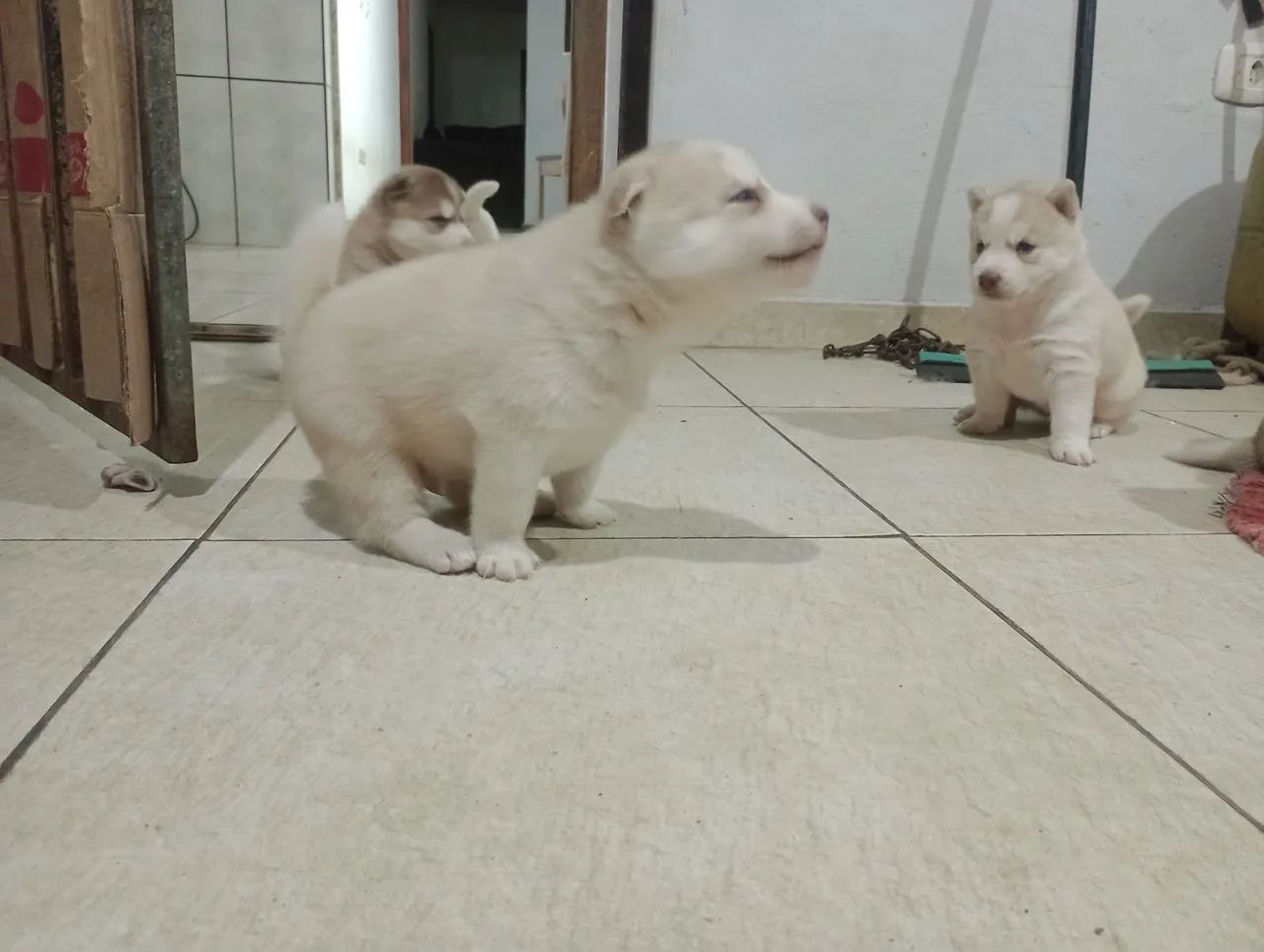 Husky siberiano  - Foto 4