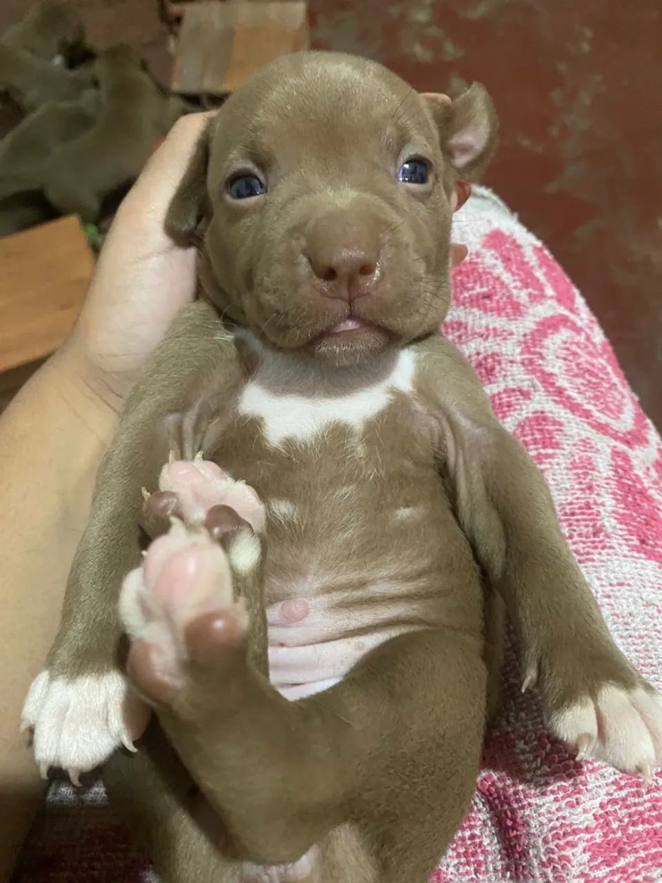 Pet - Foto 4
