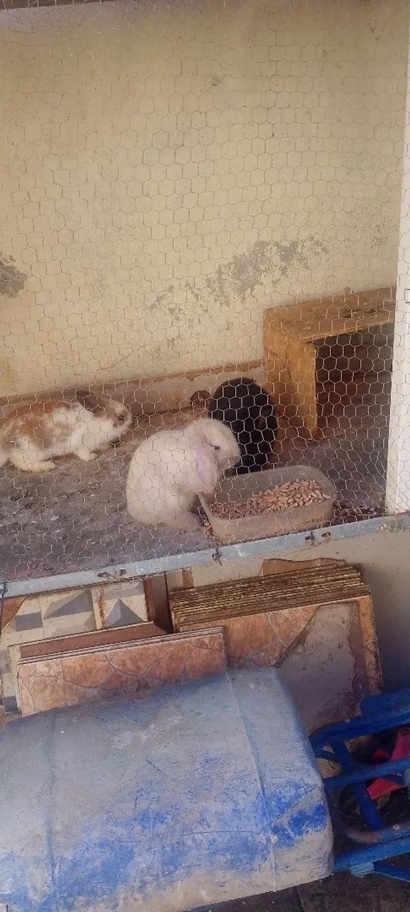 Coelho mini lop - Foto 4
