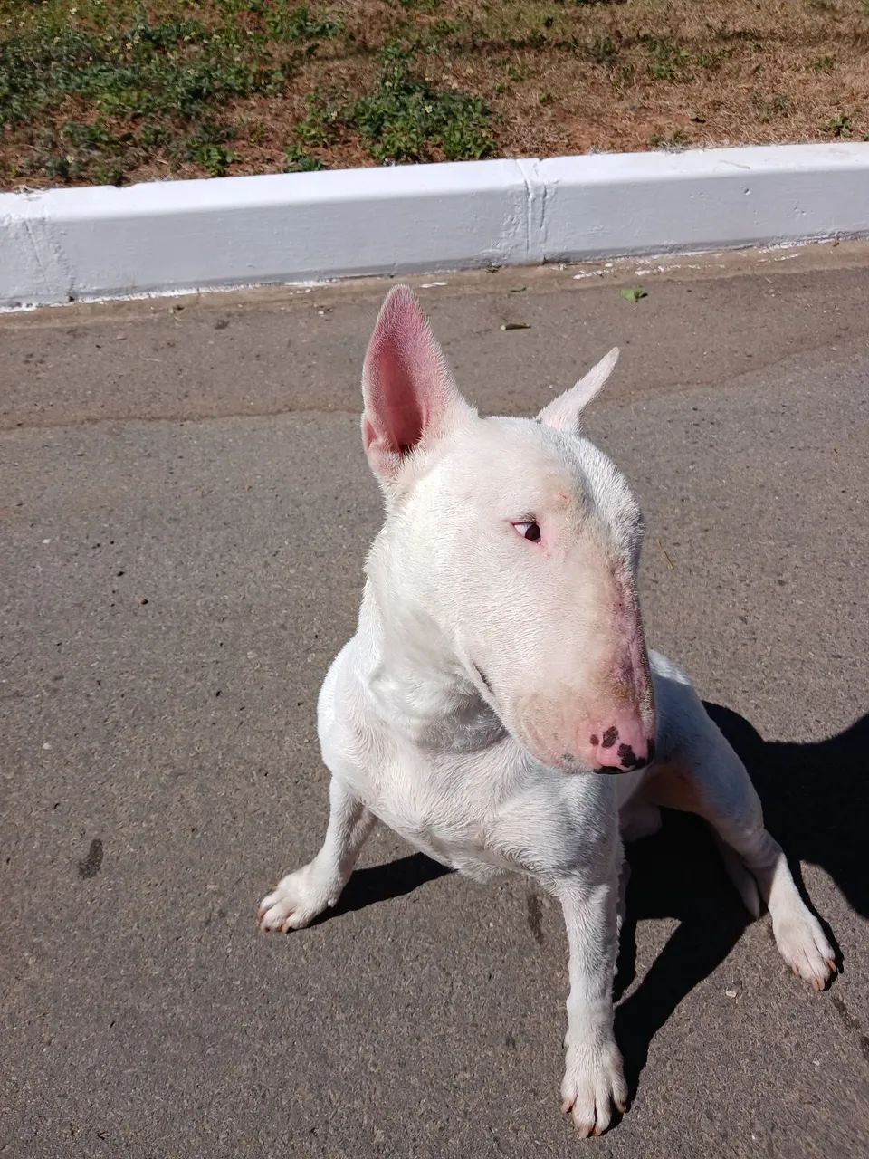 Bull terrier macho - Foto 3