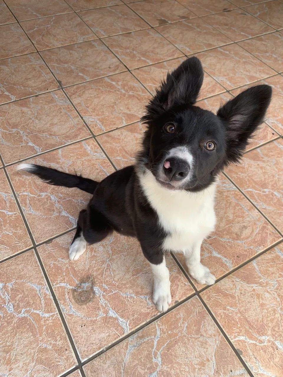 Border collie - Foto 3