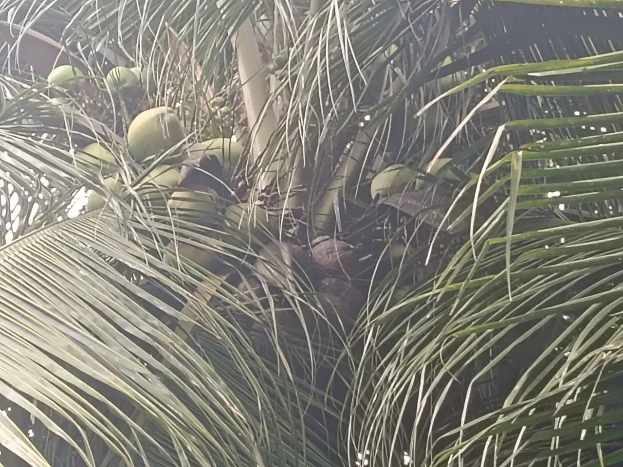 Vendas de muda de coqueiros  - Foto 3