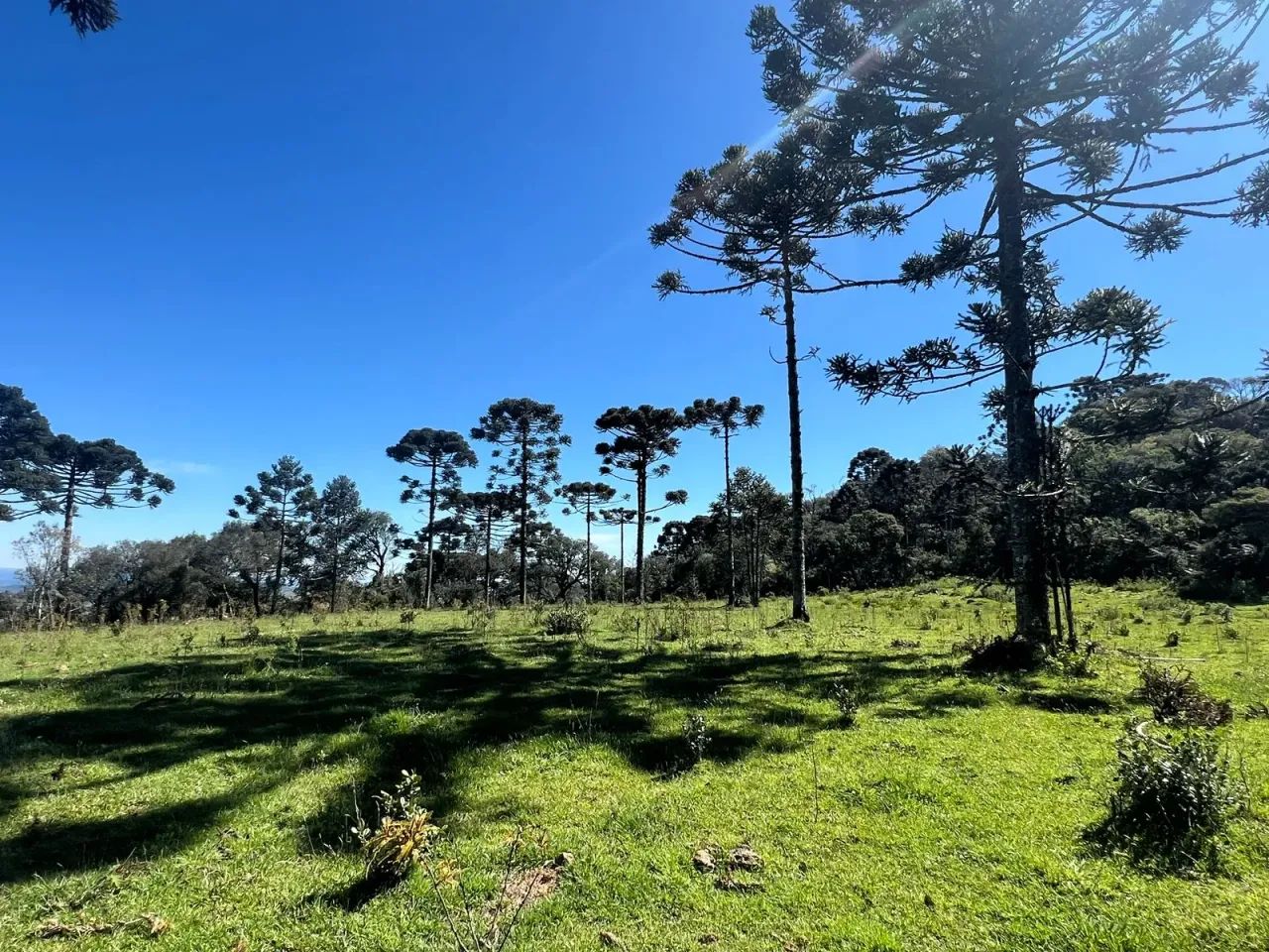 Chácara de 2 hectares em Painel/ SC - Foto 3