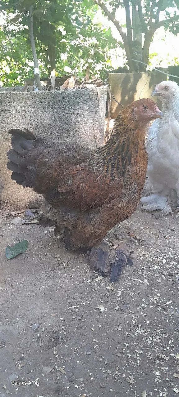 Terno galinha brahma  - Foto 2