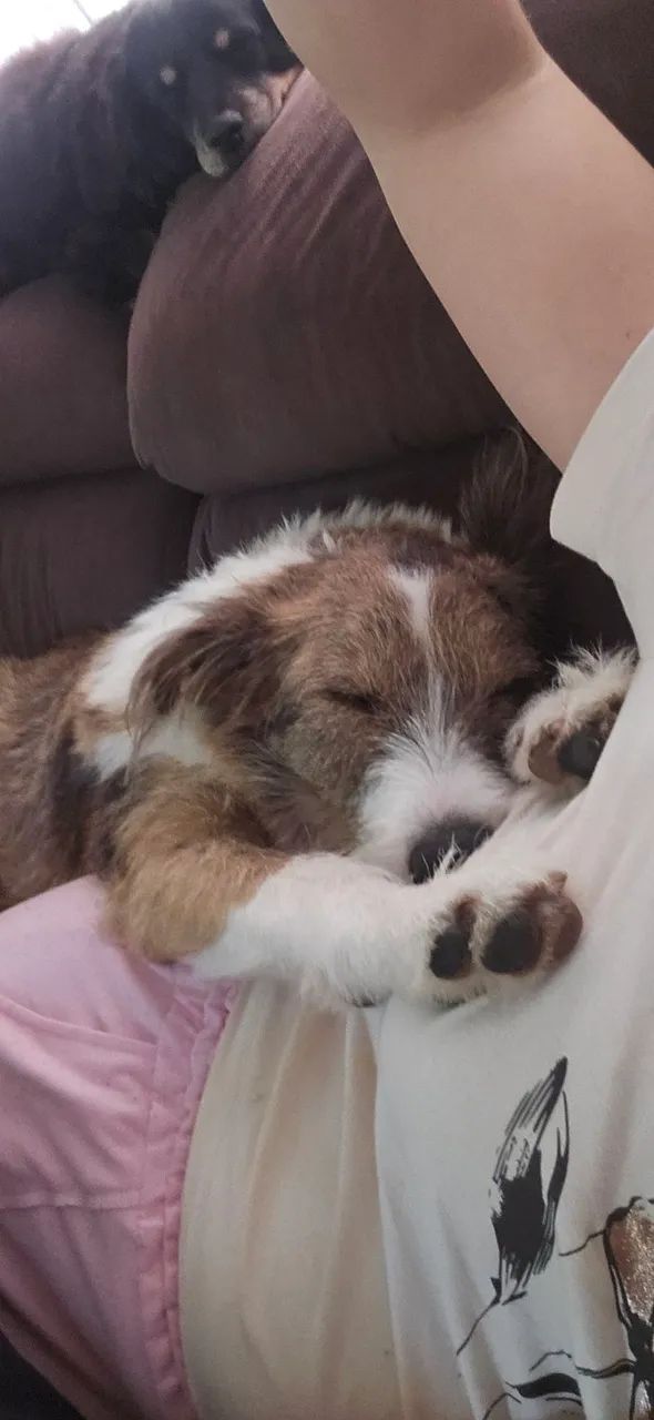 DOAÇÃO DE CACHORRO  - Foto 3