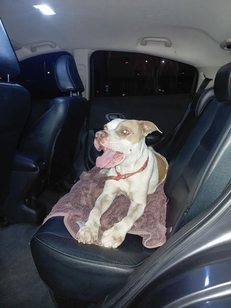 Cachorro Pitbull para adoção responsável  - Foto 3