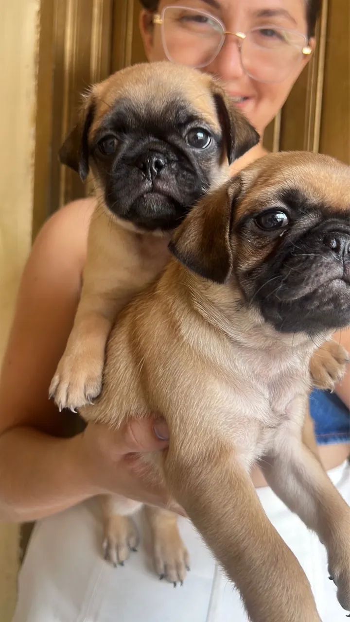 Pug - Foto 3