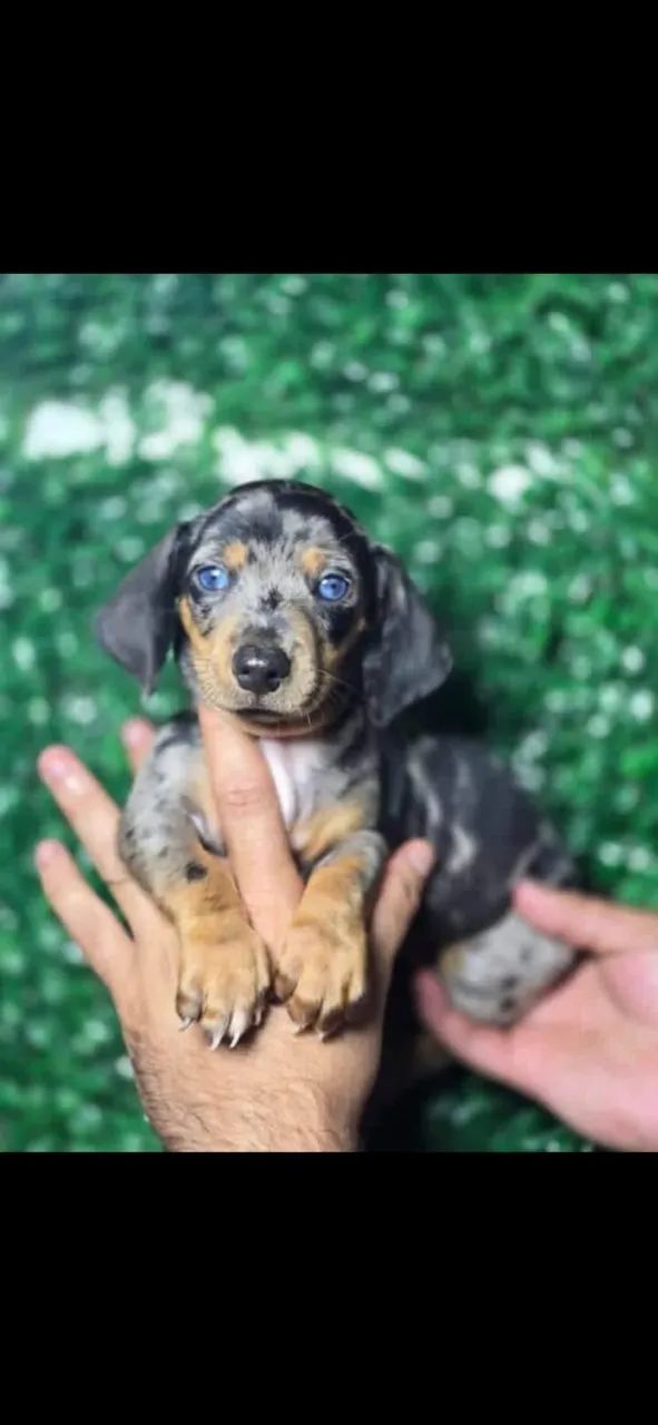 Basset com temperamento dócil à venda - Foto 2