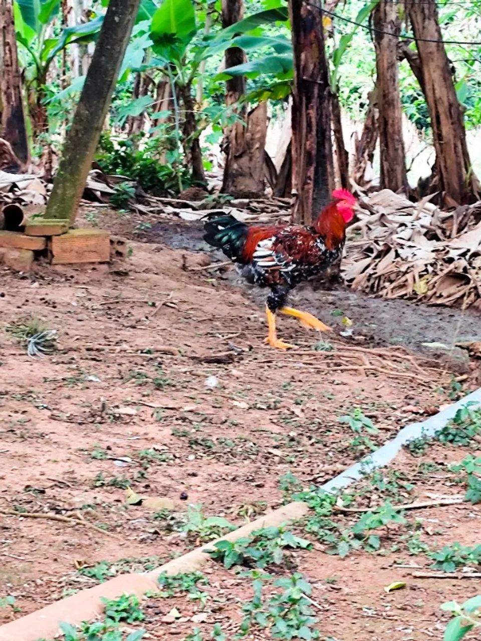 Frango GSB de alto padrão. - Foto 2