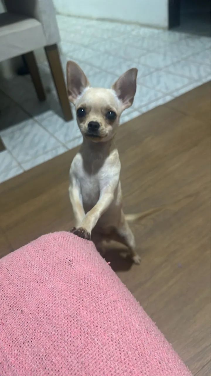 Chihuahua Macho 