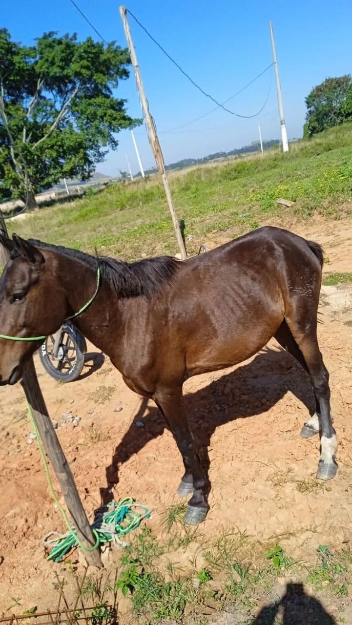 Cavalo 