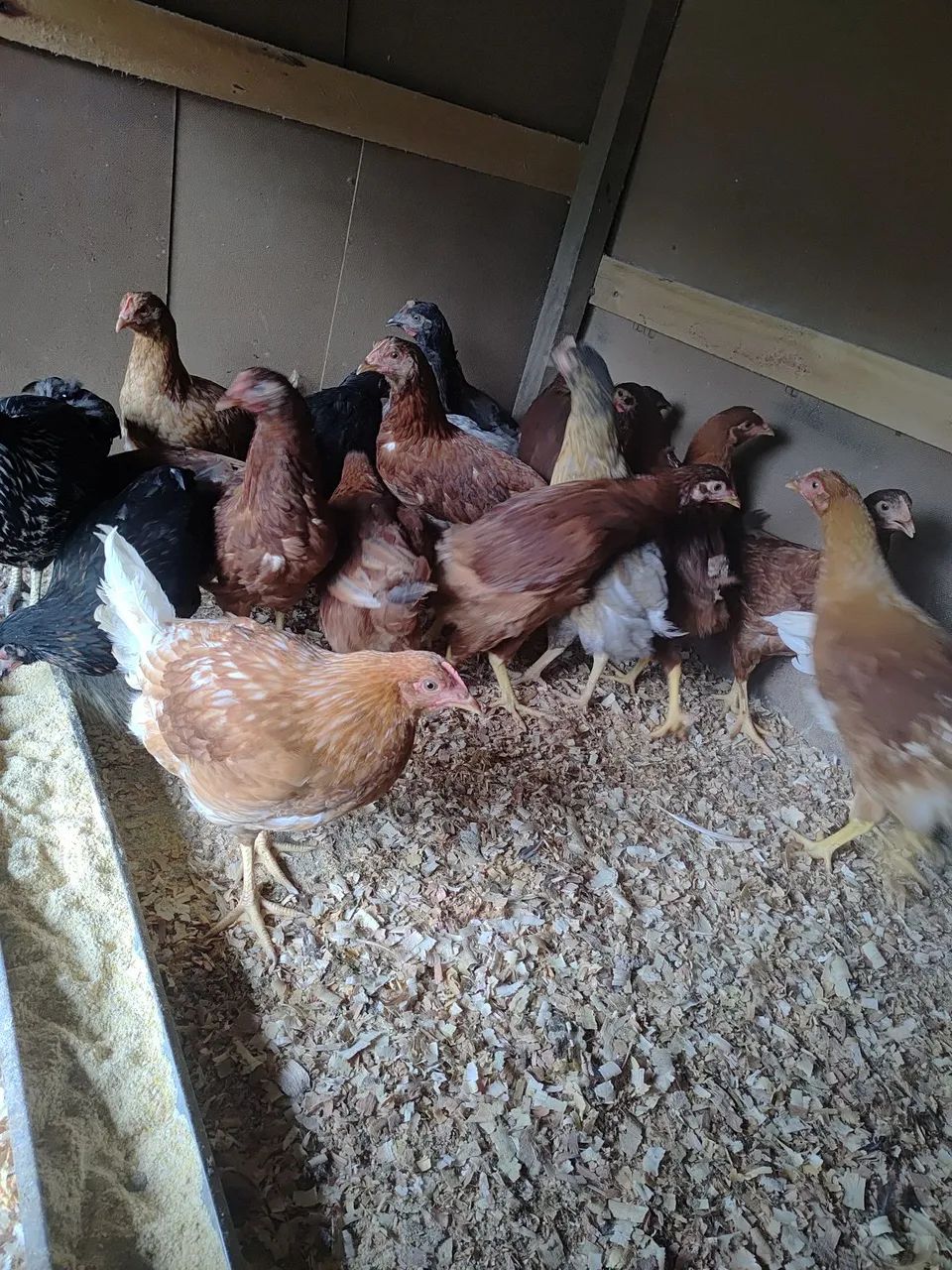 Frangas embrapas e PCG