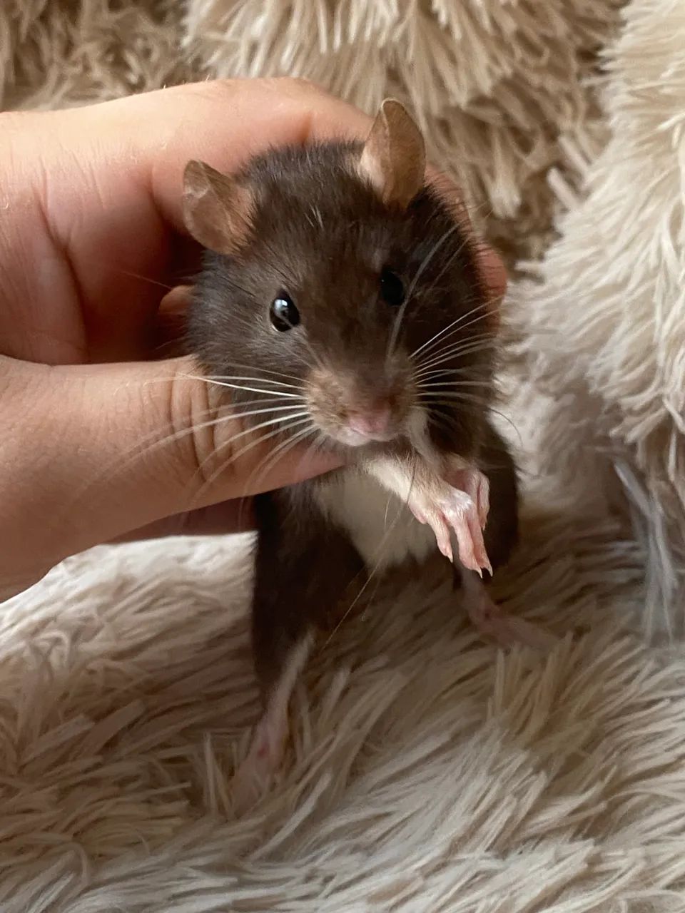 Ratinhos Twister  - Foto 6