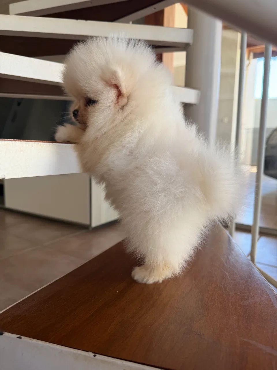 Spitz alemão  - Foto 4