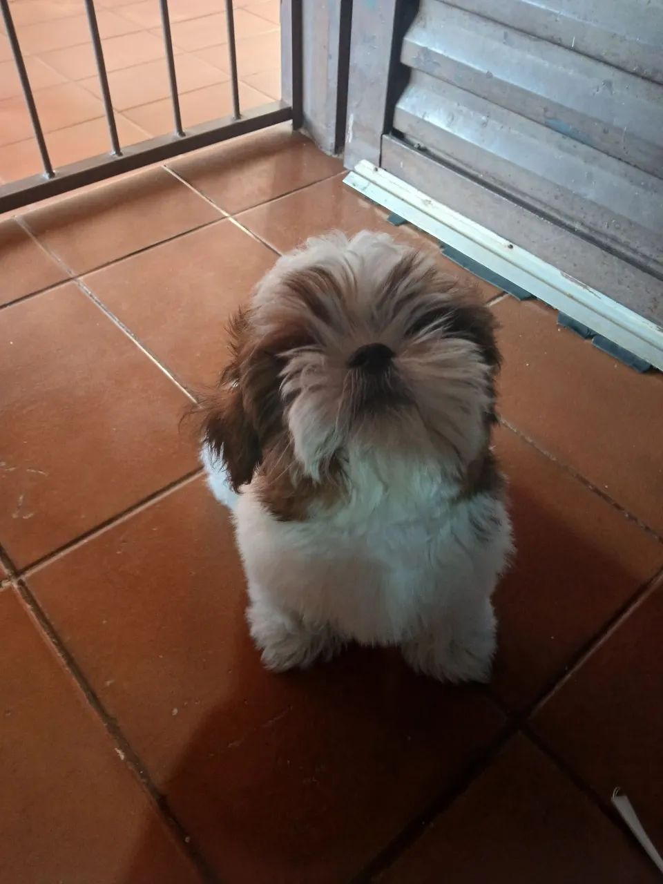 Cachorro  - Foto 4